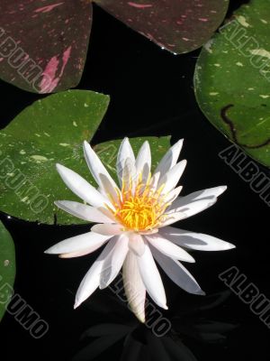 Water lily