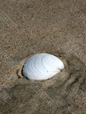 Shell