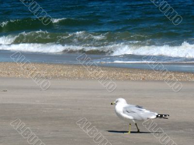 Seagull