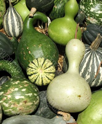 Harvest