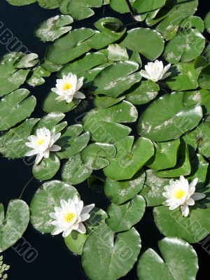 Water lilies