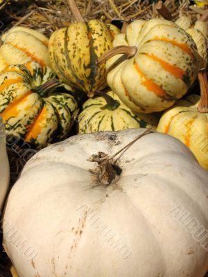 Harvest