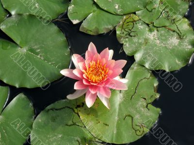 Water lily