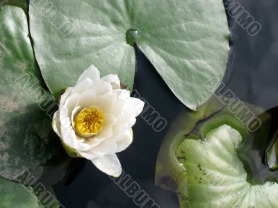 Water lily