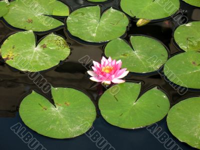 Water lily