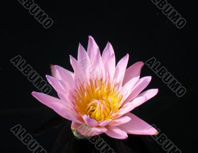 Water lily