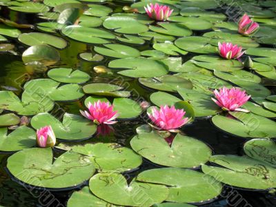 Water lilies