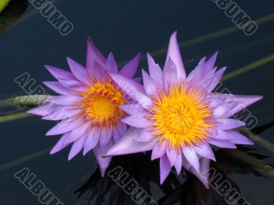 Water lilies