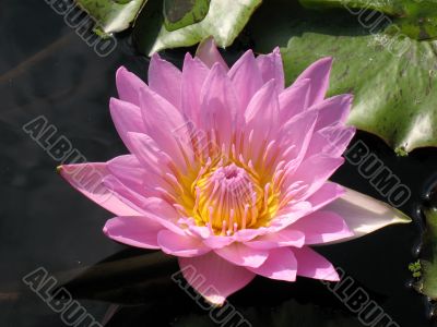 Water lily