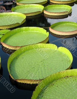 Water-platter