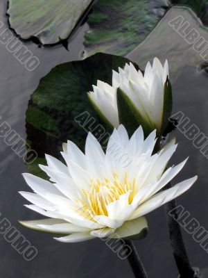Water lily