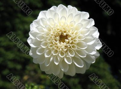 Dahlia