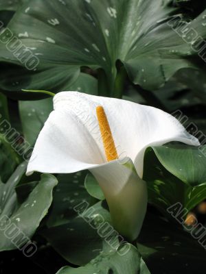 Calla-lily