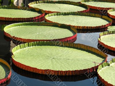 Water-platter