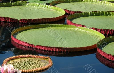 Water-platter