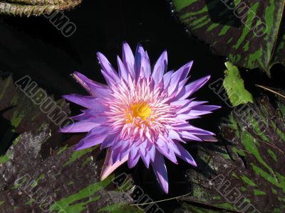 Water lily
