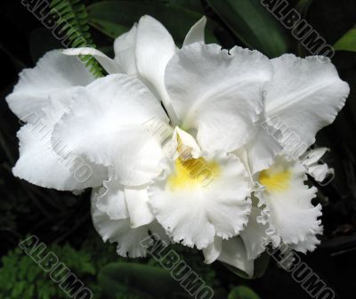 Orchids