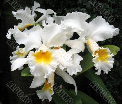 Orchids
