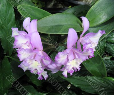 Orchids