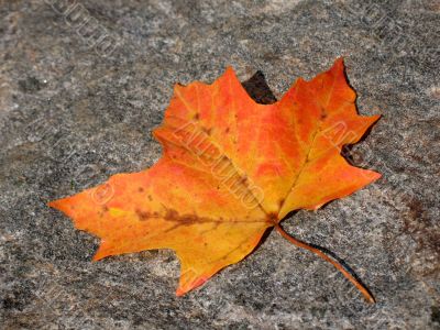 Single leaf