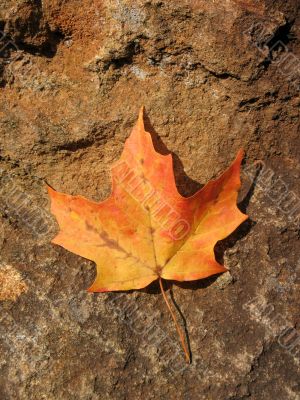 Single leaf
