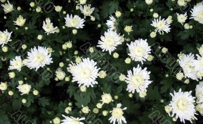 Chrysanthemums