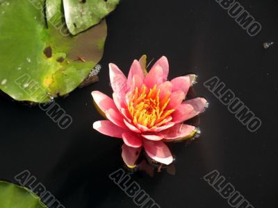 Water lily