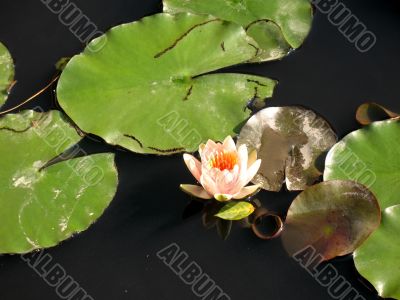 Water lily
