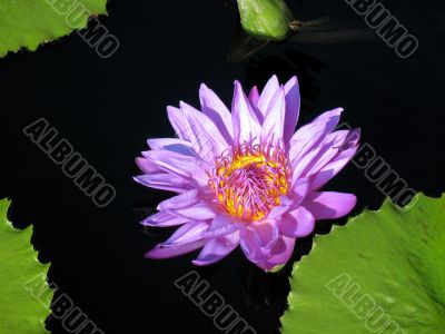 Water lily