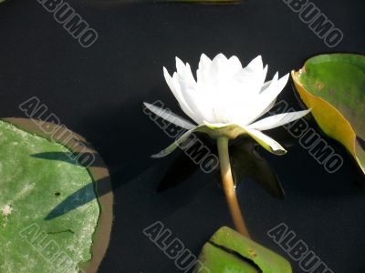 Water lily