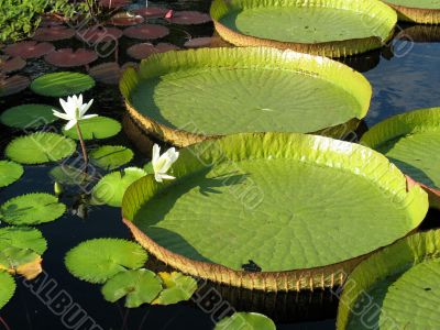 Water-platter