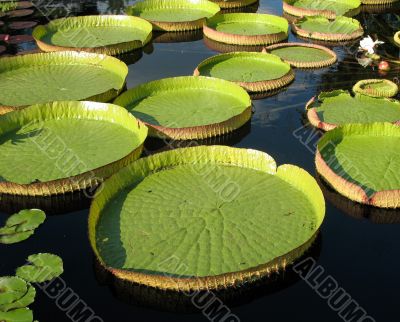 Water-platter