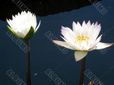 Water lilies