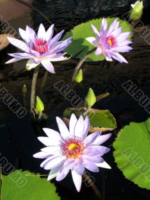 Water lilies