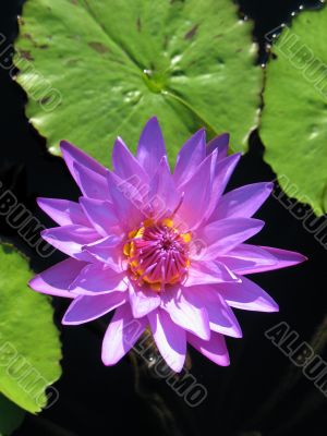 Water lily