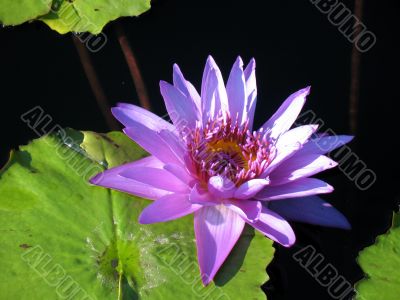 Water lily