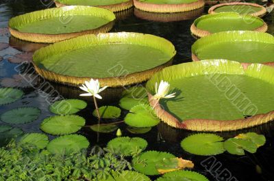Water-platter