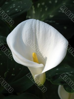 Calla-lily
