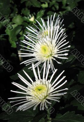 Chrysanthemums