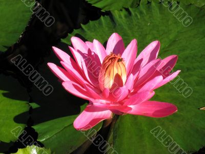 Water lily