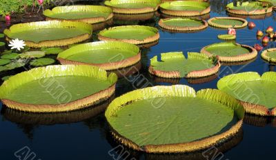 Water-platter