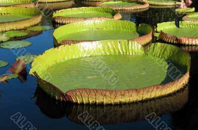Water-platter