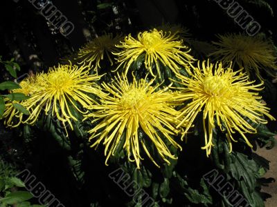 Chrysanthemums