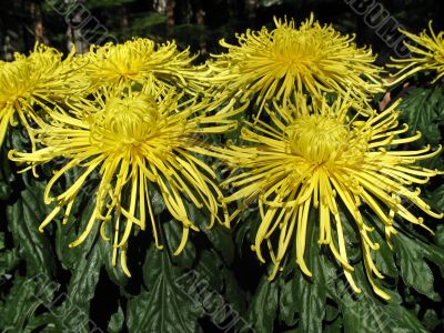 Chrysanthemums