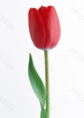 Isolated flower