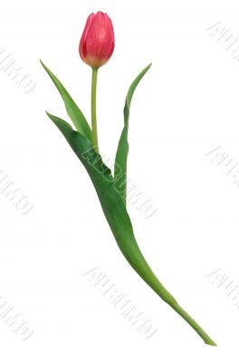 Isolated flower