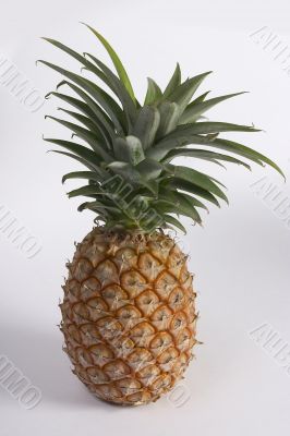 Freshness pineapple