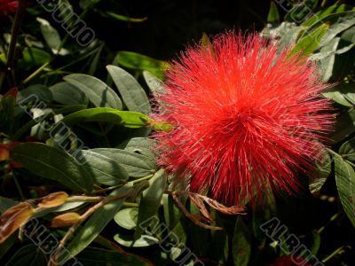 Red Brushy Flower