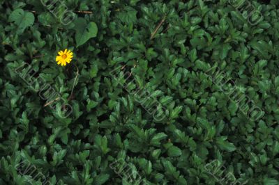 Yellow Daisy on Green Leaves