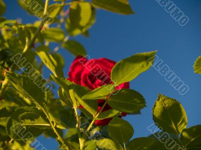 Natural Rose Frame